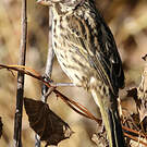 Serin strié
