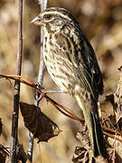 Streaky Seedeater