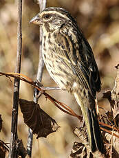 Serin strié