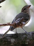 Australian Golden Whistler