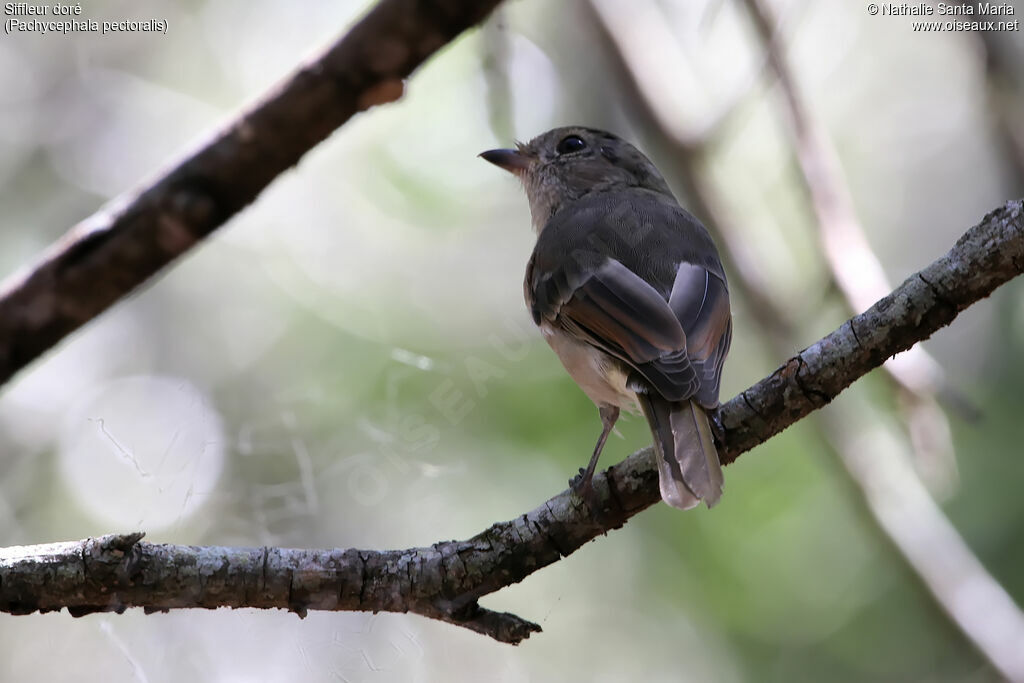 Siffleur doréimmature, identification