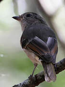 Australian Golden Whistler