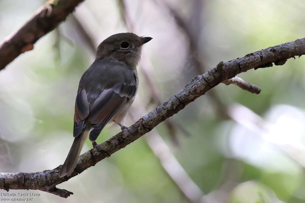 Siffleur doréimmature, identification