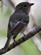 Australian Golden Whistler