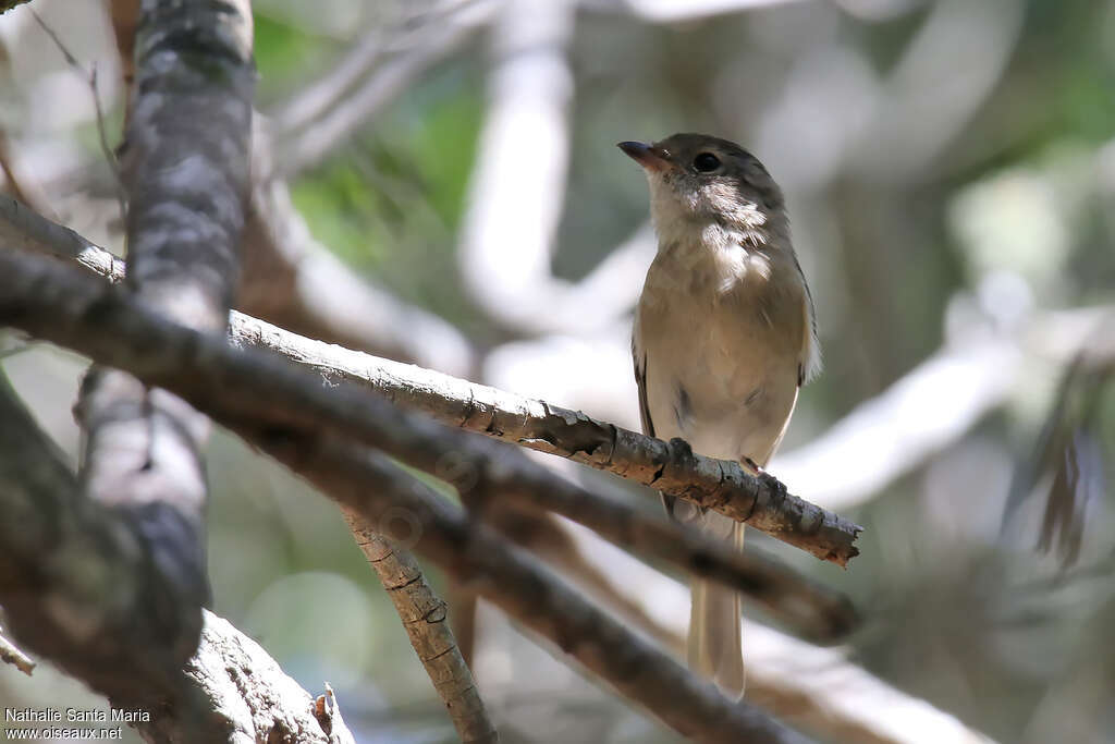 Siffleur doréimmature, portrait