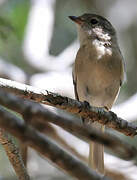 Australian Golden Whistler