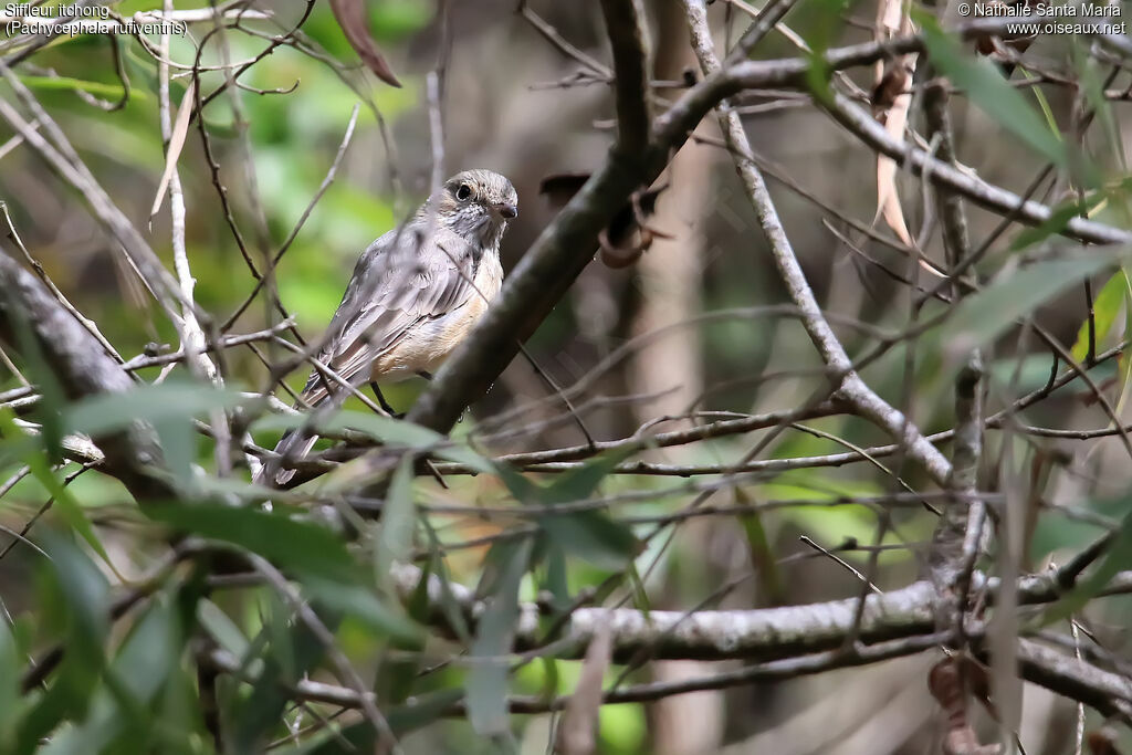 Rufous Whistler female adult, habitat