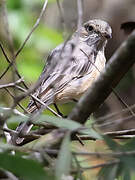 Rufous Whistler