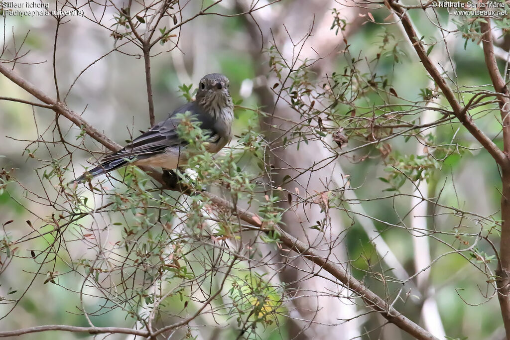 Siffleur itchong femelle adulte, identification