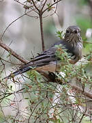 Rufous Whistler