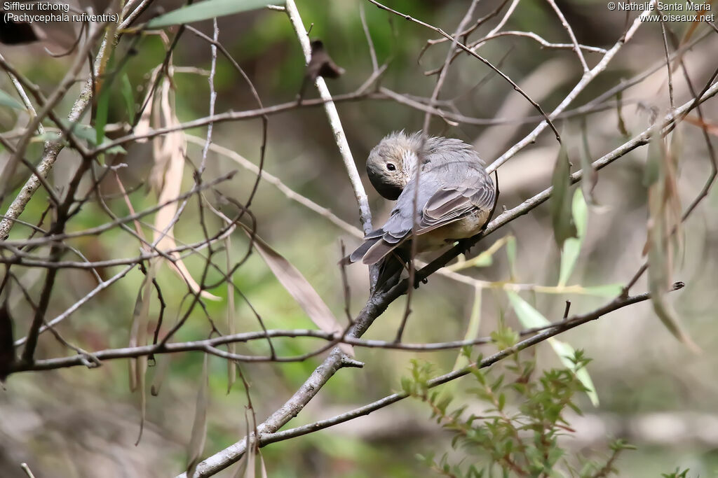 Siffleur itchong femelle adulte, identification