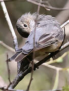 Rufous Whistler