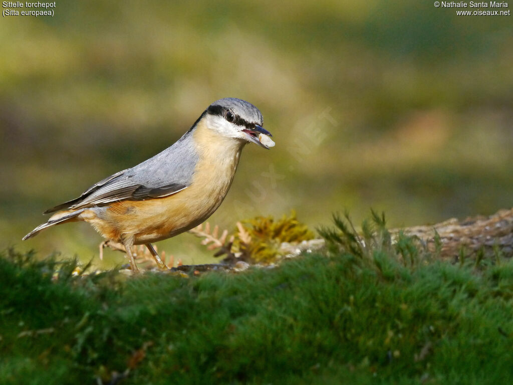 Eurasian Nuthatchadult, identification, feeding habits, eats