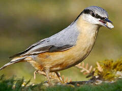 Eurasian Nuthatch