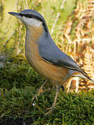 Eurasian Nuthatch