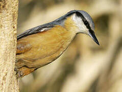 Eurasian Nuthatch