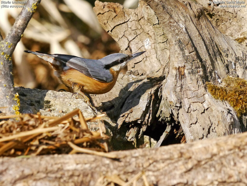 Eurasian Nuthatchadult, identification, habitat, walking, Behaviour