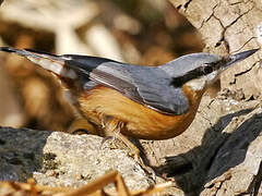 Eurasian Nuthatch