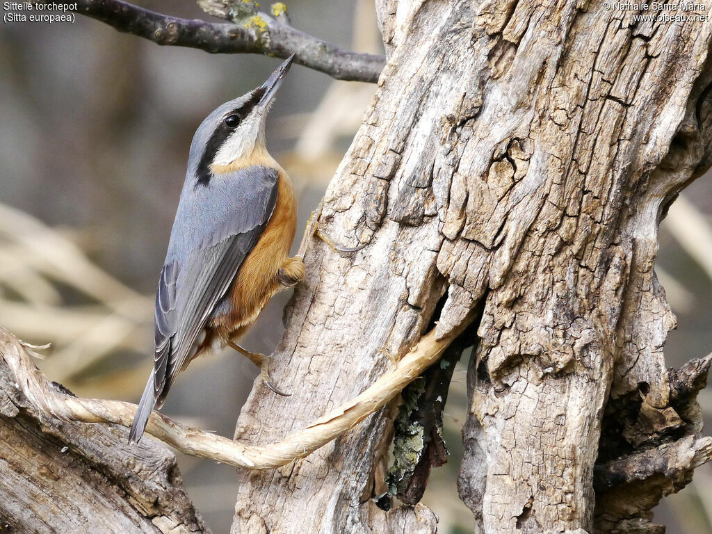 Eurasian Nuthatchadult, identification, Behaviour