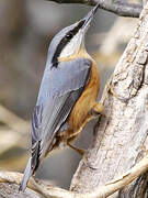 Eurasian Nuthatch