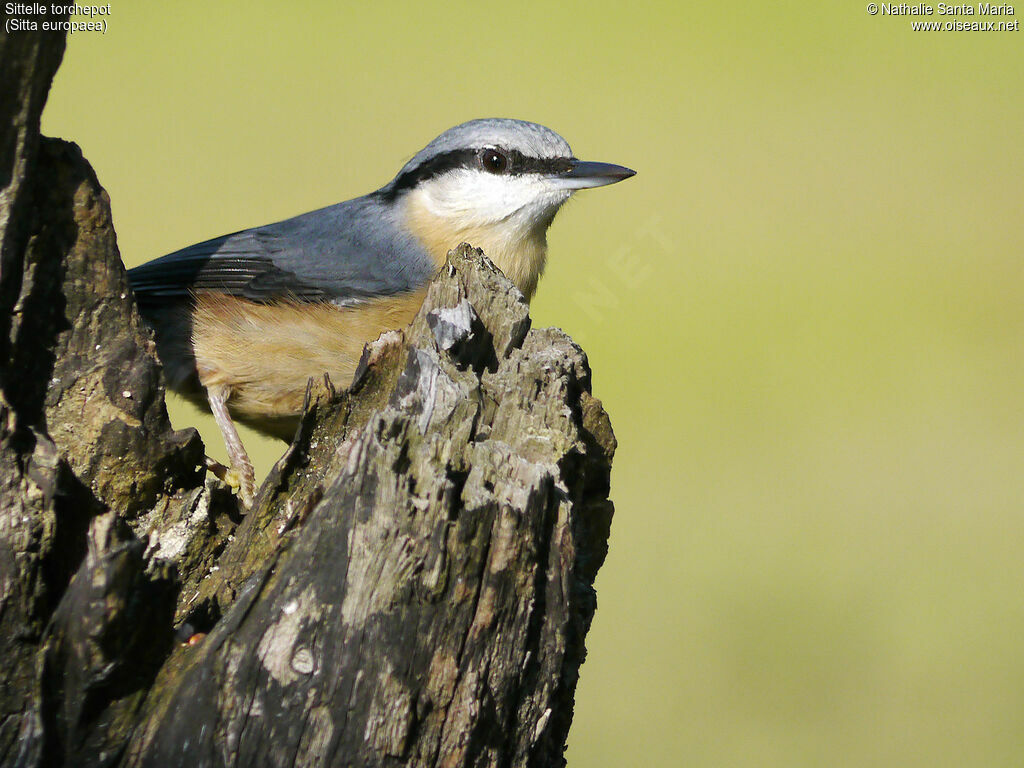 Eurasian Nuthatchadult, identification, close-up portrait, Behaviour