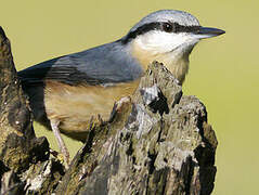 Eurasian Nuthatch