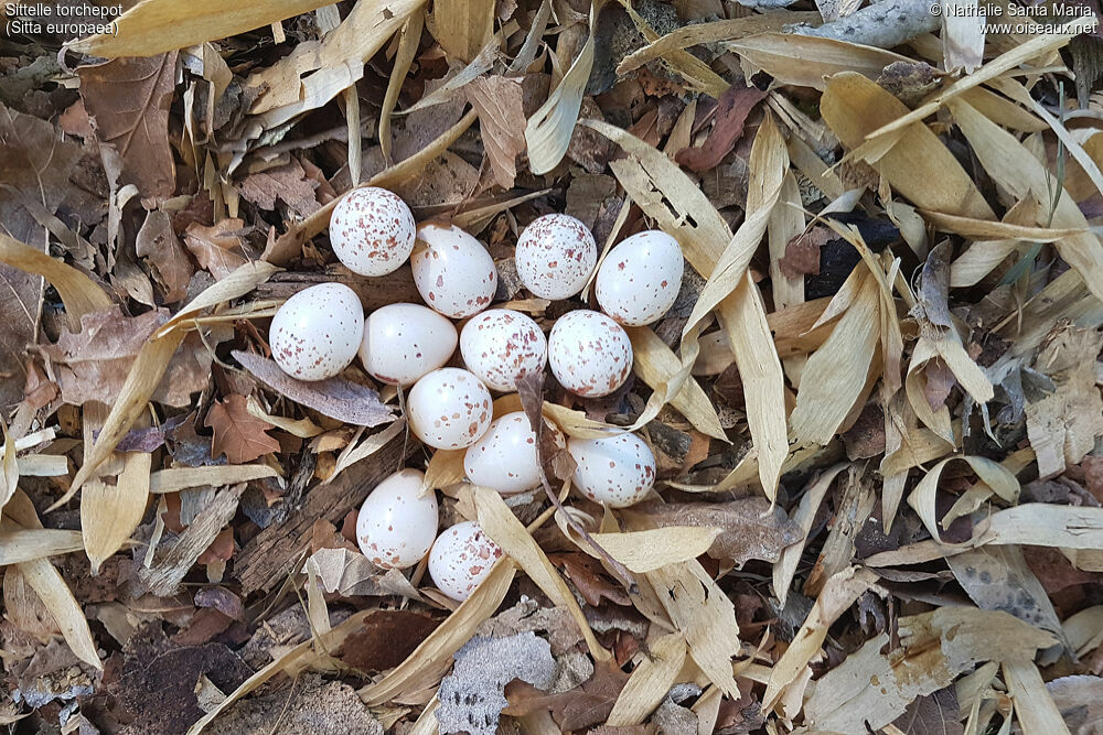 Eurasian Nuthatch, Reproduction-nesting