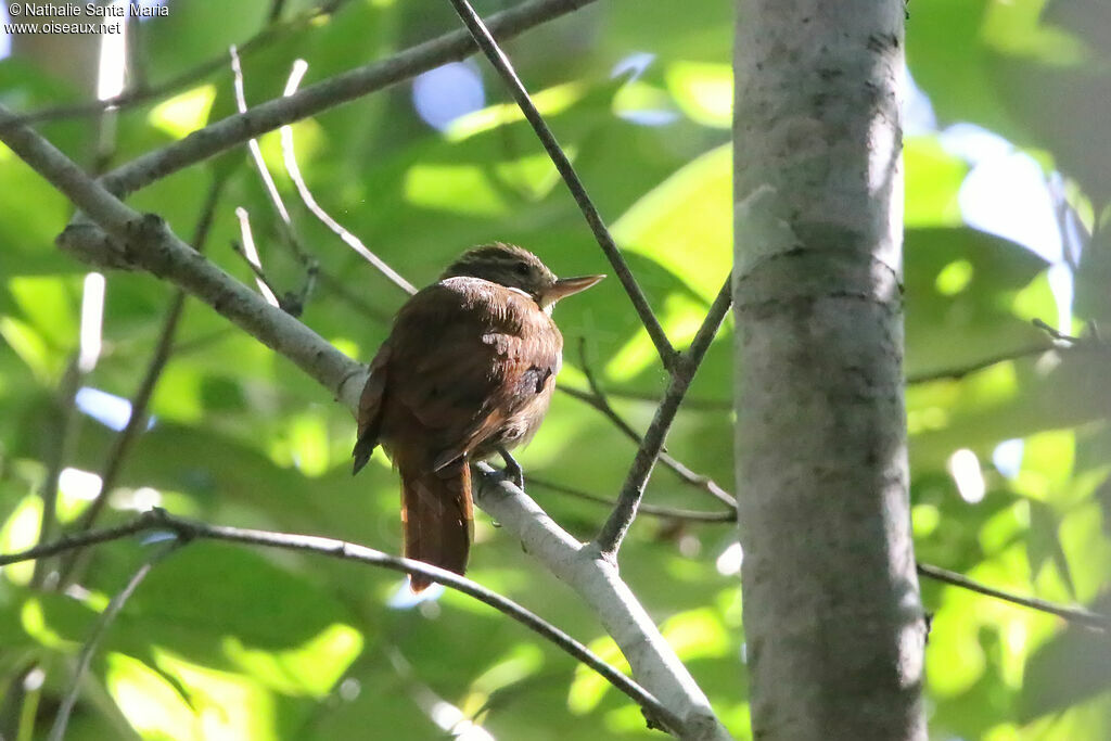 White-throated Xenopsadult, identification