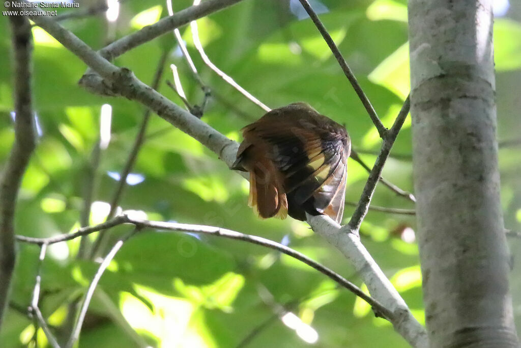 Sittine bruneadulte, habitat