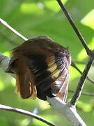 Atlantic Plain Xenops
