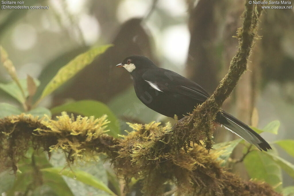 Solitaire noiradulte, identification