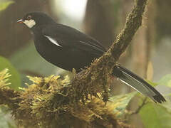 Black Solitaire