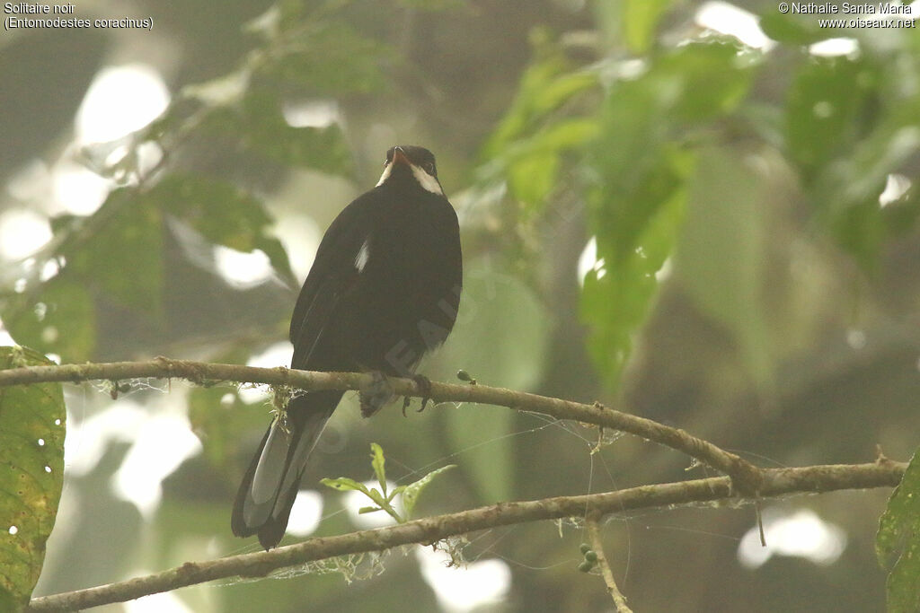 Black Solitaireadult, identification