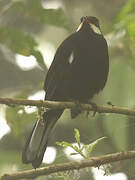 Black Solitaire