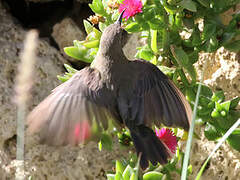 Beautiful Sunbird