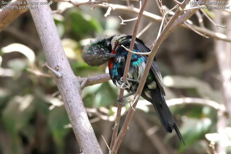 Beautiful Sunbird male adult transition, identification, aspect