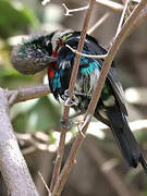 Beautiful Sunbird