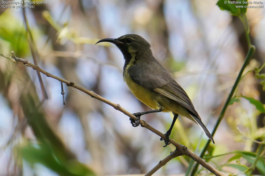 Souimanga à longue queue mâle immature, identification, habitat