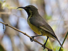 Beautiful Sunbird