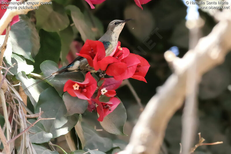 Beautiful Sunbird male adult post breeding, identification, habitat