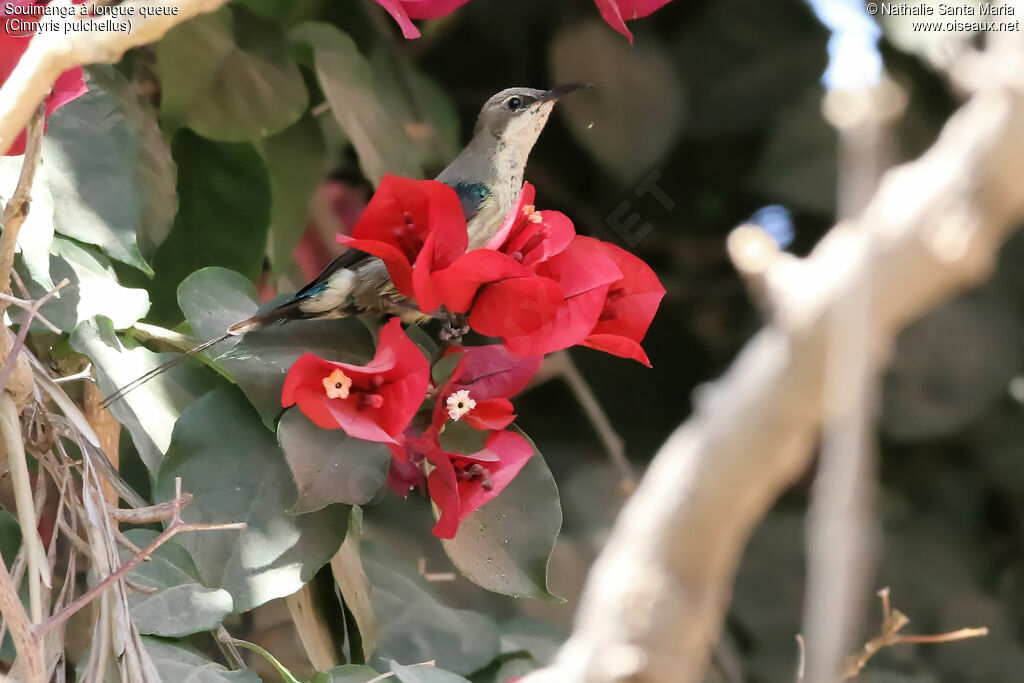 Beautiful Sunbird male adult post breeding, identification, habitat