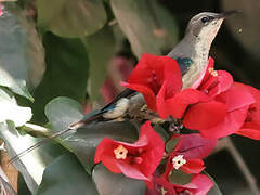 Beautiful Sunbird