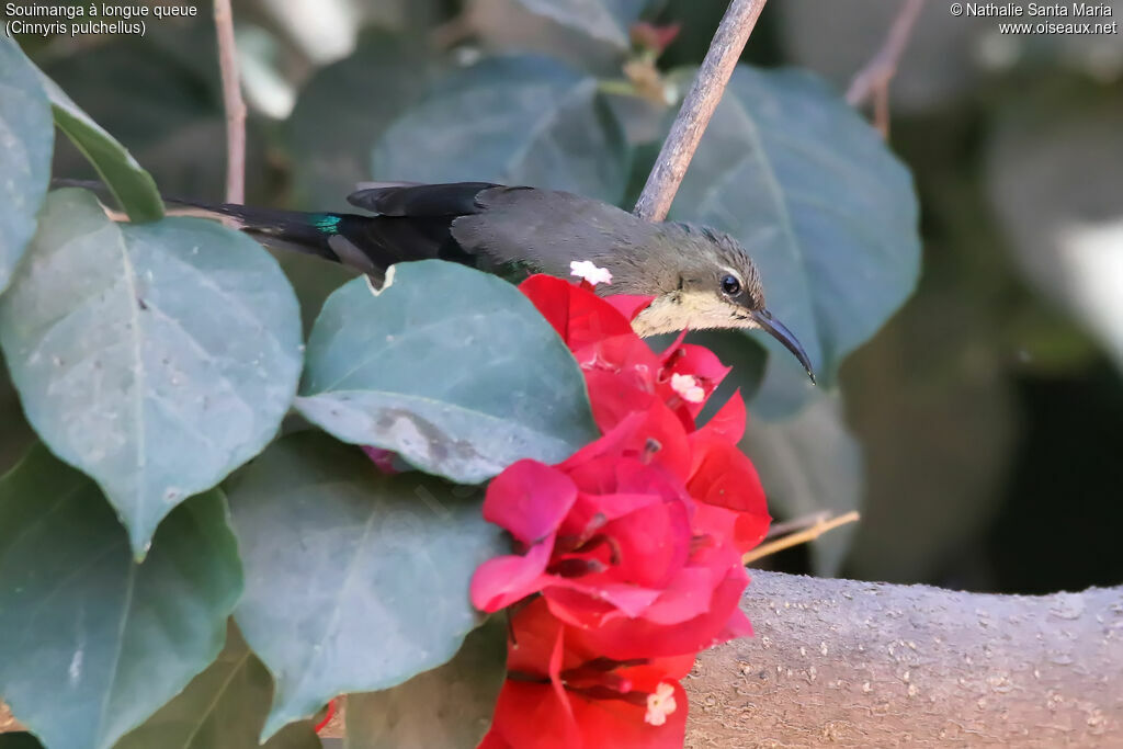 Beautiful Sunbirdadult post breeding, identification, habitat