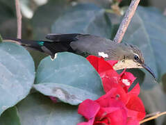 Beautiful Sunbird