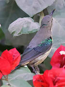 Beautiful Sunbird