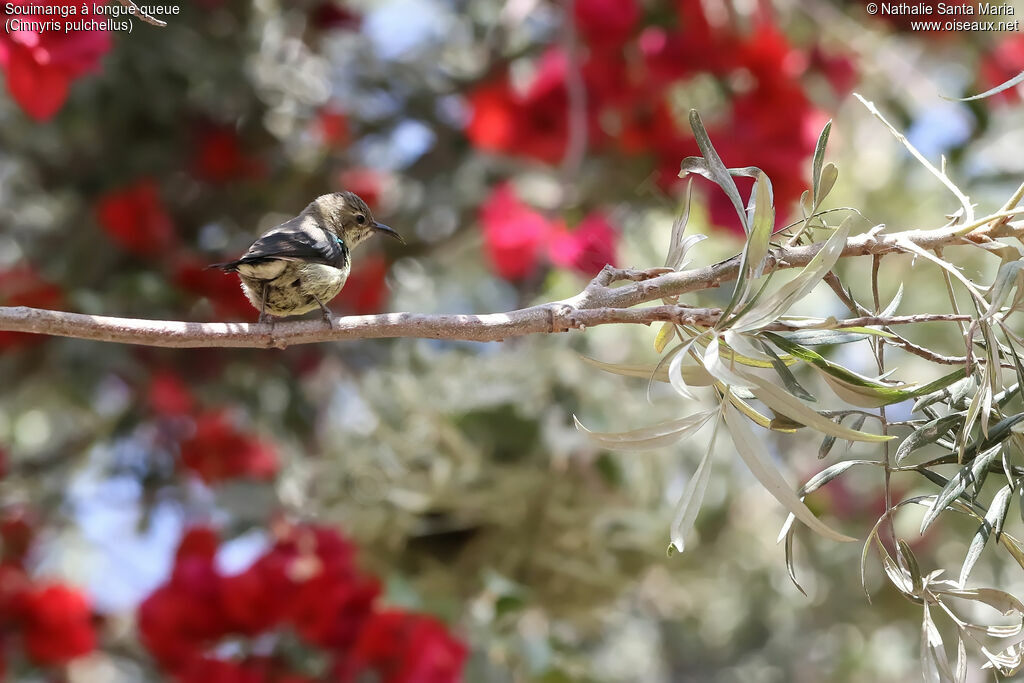 Beautiful Sunbirdimmature, identification, habitat