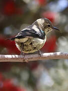 Beautiful Sunbird