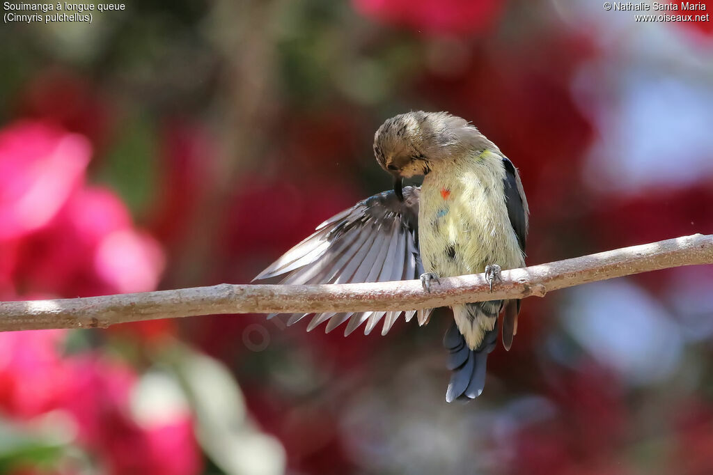 Beautiful Sunbirdimmature, identification, habitat, care