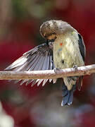 Beautiful Sunbird