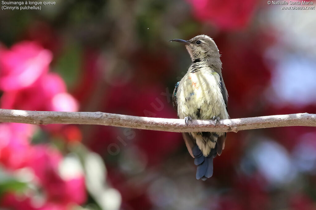 Beautiful Sunbirdimmature, identification, habitat